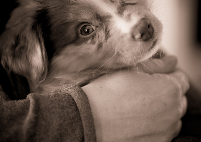 Holding new puppy photo Newton MA