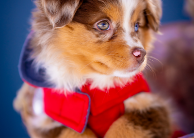 New blue-eyed Australian Shepherd puppy in basket Chelmsford MA