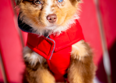 New puppy on a chair Chelmsford MA