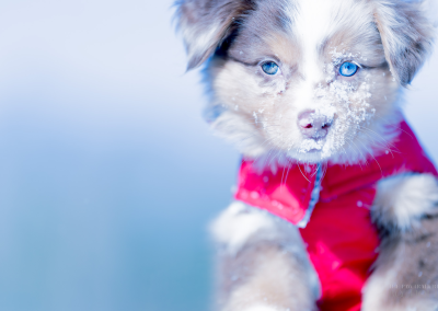 Young blue eyed puppy in the winter Burlington MA