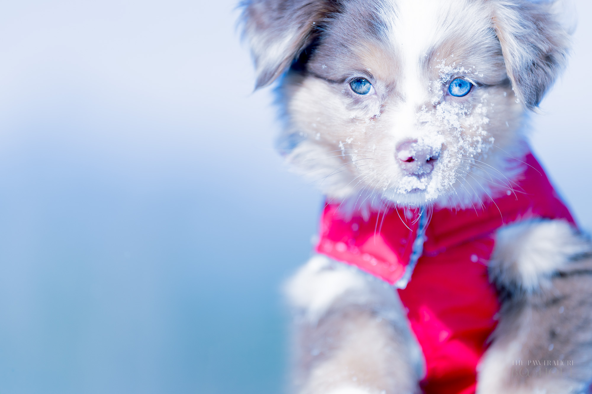 A New Year, A New Beginning: MA Puppy Photography with Sassy the Australian Shepherd