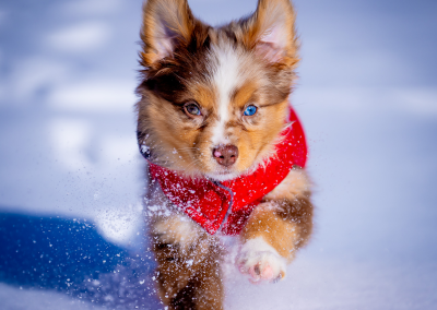 Australian Shepherd puppy action photo in the snow Concord MA