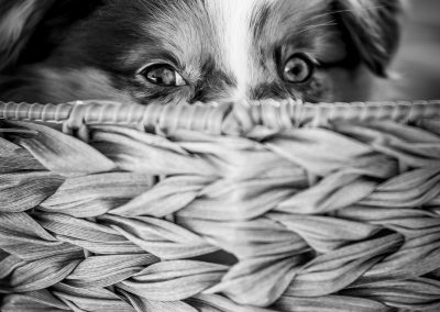 Black and white photo of a puppy peeking through a basket Newton MA
