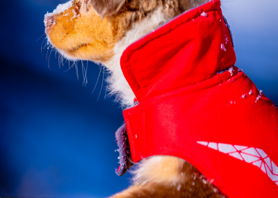 Young Australian Shepherd puppy in red coat enjoying the winter sun in Westford MA