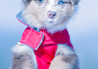 Puppy winter photography Burlington MA