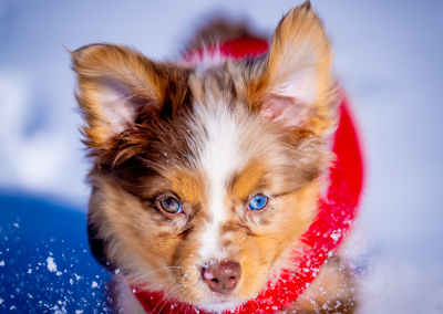 Snow action puppy photoshoot Concord MA