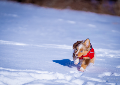 Australian Shepherd puppy running in the snow Concord MA