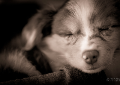 Woman holding her new sleeping puppy-Newton MA