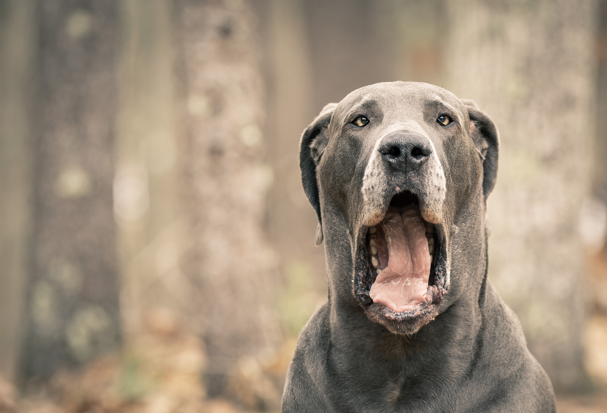 A Great Dane In The Woods – MA Dog Portraits From The Heart